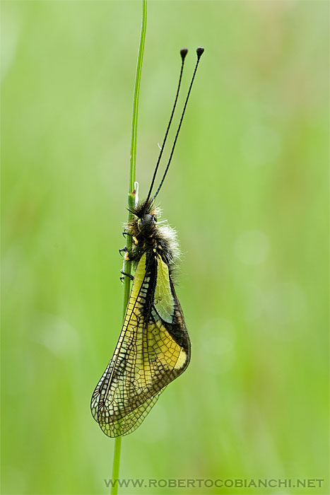 Libelloides coccajus